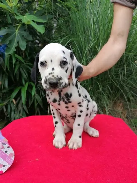 Dalmatinski pas, Dalmatiner štenci s rodovnicom