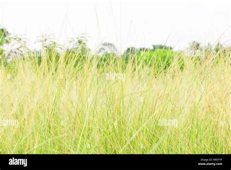 grass field leaf in summer nature landscape beautiful on the sky ...