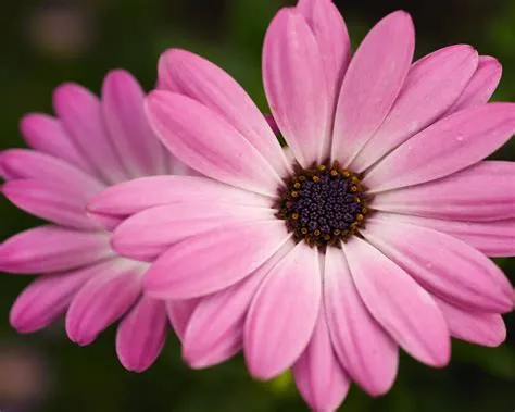 Pink Flower