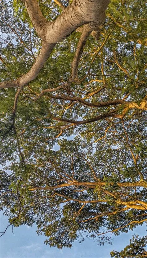 Pohon Rindang | Langit, Pohon, Awan