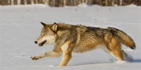 How Fast Can A Wolf Run? Speed Facts & Top Running Stats