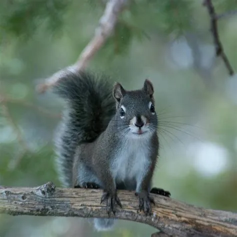 Pine Squirrel