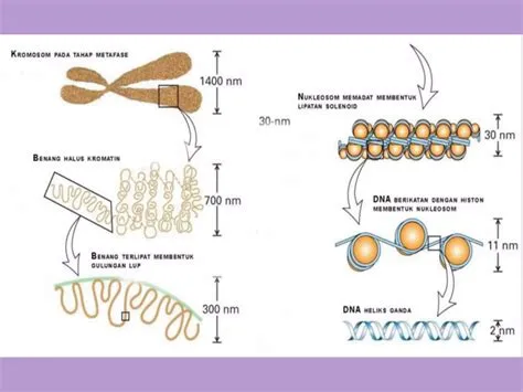 Famili gen, gen homeobox, struktur dan komponen penyusun kromosom | PPTX