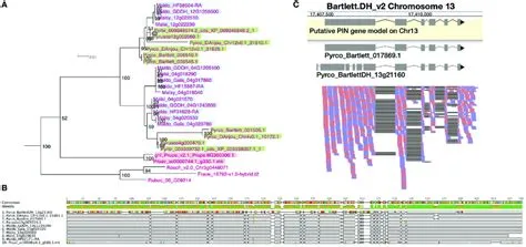 Phylogeny, amino acid sequence comparison, and RNAseq read mapping of ...