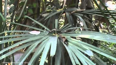 Inspirasi Baru Kerajinan Daun Gebang