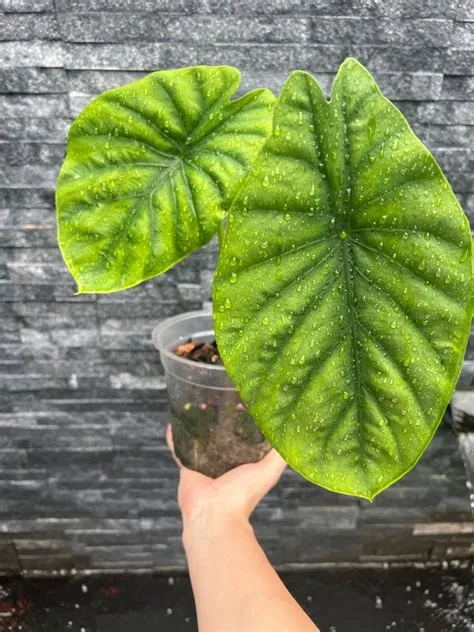 Alocasia Green Shield, Furniture & Home Living, Gardening, Plants ...