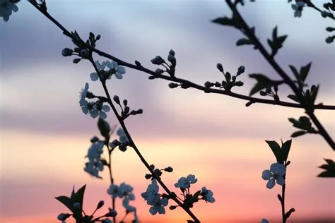 Free Images : landscape, tree, grass, branch, silhouette, blossom, sky ...