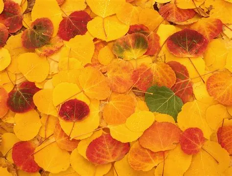 Colorful Leaf Pile Fall Wall Murals - Murals Your Way