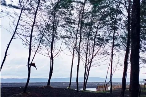 Pantai Cemara Jember, Pesona Eksotik dengan Pepohonan Cemara yang Teduh ...