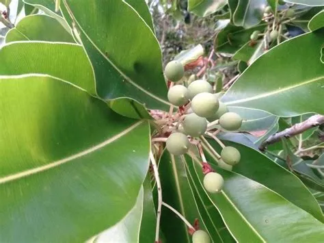 Bitaog (Calophyllum... - Gubat Photographers Club | Facebook