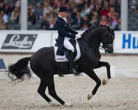 Penhwnllys Cafe Latte: Cheval de Dressage, Pedigree, Résultats