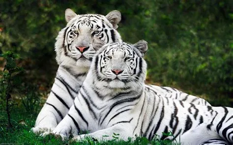 animals tiger white tigers nature wallpaper - Coolwallpapers.me!