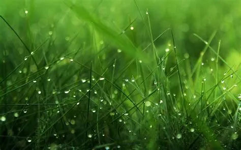 Green Nature Hd Wallpaper Widescreen