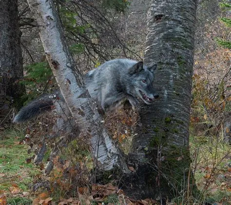 Gray Wolf Jumping A Skinny Photograph by Mike Scott - Fine Art America