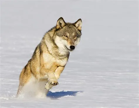 Wolves Running
