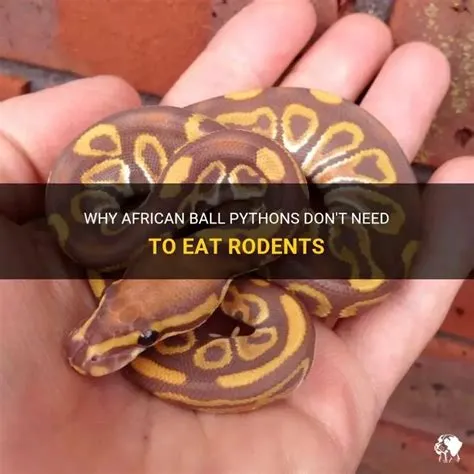 Why African Ball Pythons Don't Need To Eat Rodents | PetShun