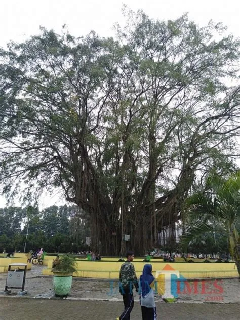 Pohon Beringin Alun-Alun Lumajang Mengering, Bupati : Saya Resah Dengan ...