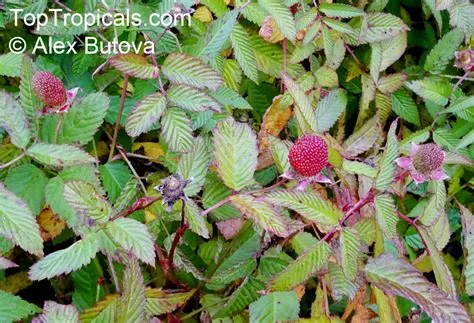 Rubus illecebrosus (Balloon Berry) | Top Tropicals Plant Encyclopedia
