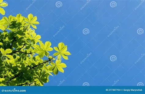 Young Chestnut Leaves Against a Blue Sky in Early Spring, Backgrounds ...
