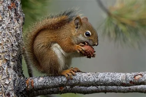 Pine Squirrels (Tamiasciurus) - Know Your Mammals