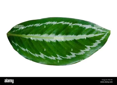 Leaves Calathea ornata pin stripe background White Isolate Stock Photo ...