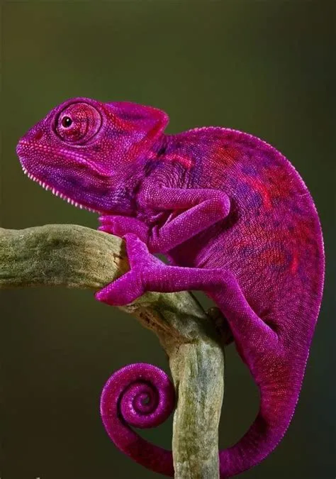 Chameleon | Animals wild, Colorful animals, Lizard