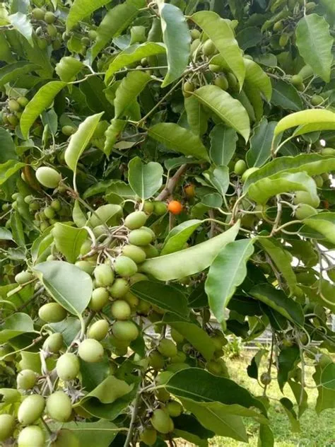 Bitaog (Calophyllum... - Gubat Photographers Club | Facebook