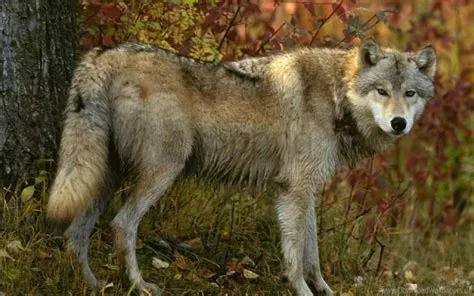 Real Wolf Wallpapers