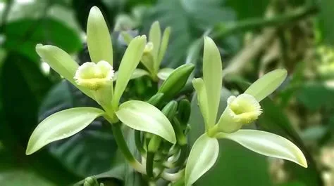 How to Care For Vanilla Orchid | Plantly