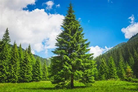 The Cost of Tree Removal: Factors, Average Prices - GGR Home Inspections