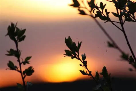 Free Images : landscape, tree, branch, silhouette, plant, sky, sun ...