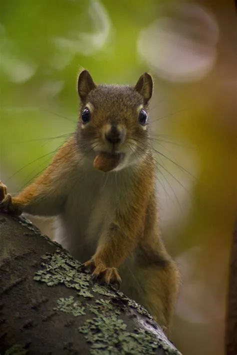 Cute Baby Squirrel on Tree Branch