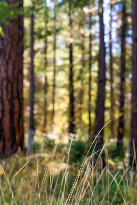Ponderosa Pine Trees As Fall Colors Begin in Oregon Forest Stock Image ...