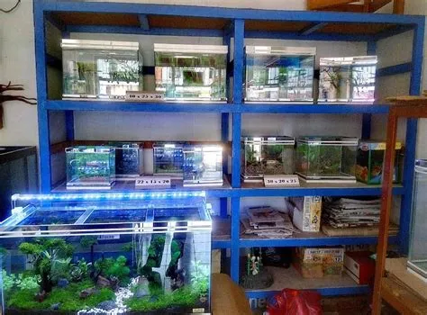 10 Toko Aquarium Terbaik di Jember 🐟 (2023)