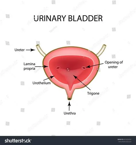Anatomical Structure Urinary Bladder Infographics Illustration ...
