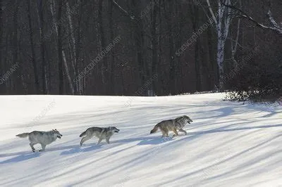 Grey wolves running in snow - Stock Image - C051/9936 - Science Photo ...