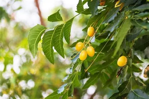 घर में नीम के पौधे का अचानक से उगना देता है यह विशेष संकेत | sudden ...