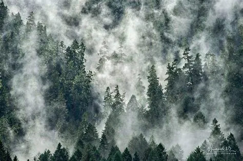 Oregon Forest Wallpapers - 4k, HD Oregon Forest Backgrounds on WallpaperBat