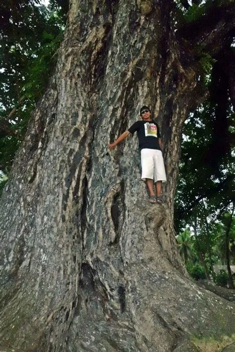 Philippine Centennial Tree is a 500-year old bitaog (calophyllum) tree ...