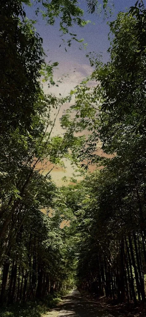 Hutan rindang | Hutan