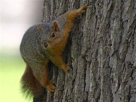 Free picture: squirrel, tree