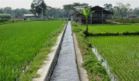Sawah di Kutim Terkendala Jaringan Irigasi, Masih Menggunakan Metode ...
