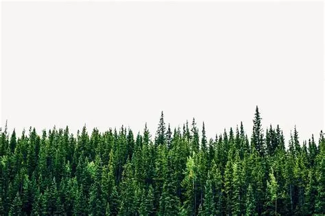Tree Pine Forest Images | Free Photos, PNG Stickers, Wallpapers ...