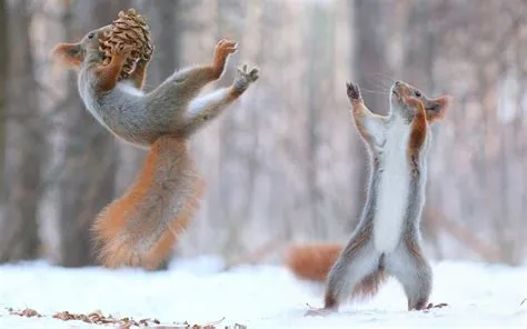 nature, Animals, Squirrel, Snow, Winter, Force Wallpapers HD / Desktop ...