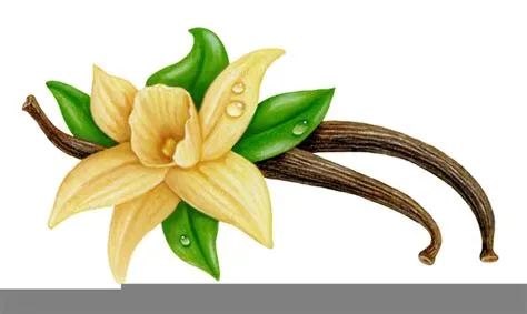 Vanilla Bean Clipart | Free Images at Clker.com - vector clip art ...