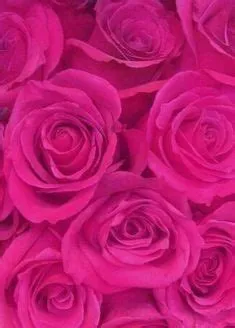 "salmon, his palette" by ROVER | Red paint colors, Solid color ...