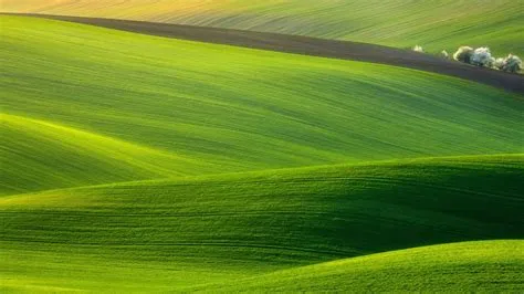 Landscape Of Green Grass Fields On Hills And White Trees HD Nature ...