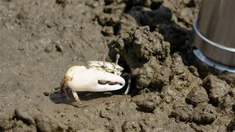 Fiddler Crabs Unleash Special Vibrations to Attract Mates—And Deter ...