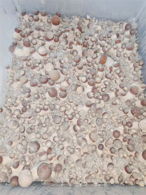 Tidal Wave ~ decent pin set on this tub. : r/magnificentcubensis