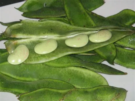 Patani / Lima beans
